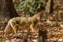 A Golden Jackal - Powalgarh, Uttarakhand, India.jpg