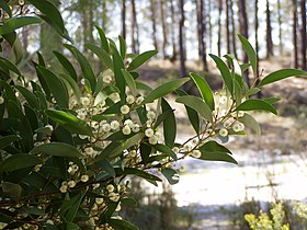 Acacia melanoxylon em flor