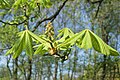 Aesculus hippocastanum