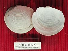 Anodontia stearnsiana - Osaka Museum of Natural History - DSC07787.JPG