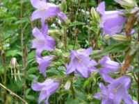 Campanula cespitosa