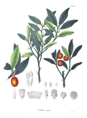 Citrus japonica