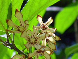 Koolapuun (Cola acuminata) kukkia.