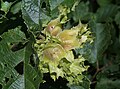 Fruit cluster (nuts enclosed in leaflike bracts)