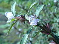 Hygrophila pogonocalyx