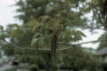 Fleurs de Juglans cinerea