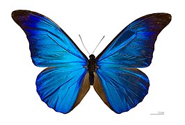 Morpho rhetenor rhetenor MHNT dos