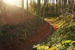 Holle weg in het Muziekbos in Ronse (B)