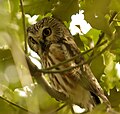 Northern Saw-Whet Owl