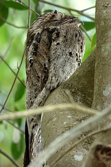 Nyctibius sp. (Bienparado) (14657148296).jpg