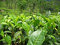 Листки Camellia sinensis (тж відома як чайне дерево)