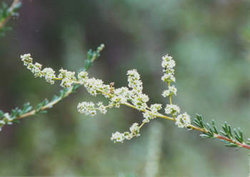 Adenostoma fasciculatum