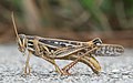 American Bird Grasshopper (Schistocerca americana)