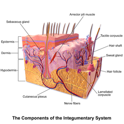 Anatomy of the skin.