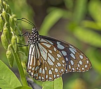 Blue tiger (Tirumala limniace exoticus) male underside