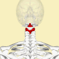 Yukarıdan şekli ve konumu (kırmızı ile gösterilmiştir). Kafatası yarı şeffaf olarak gösterilmiştir.