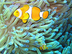 Common clownfish