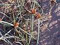 Cyperus capitatus