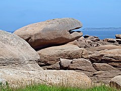 Tête de baleine.