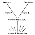 Diagramme montrant les grades et branches primaires de l'arbre généalogique des Animaux, d'après Lankester (1911)[15].