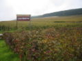 Limite du vignoble.