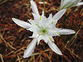 Sea daffodil