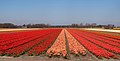 Lisse, Feld mit Tulpen an der Zwartelaan