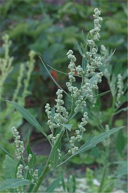 Chenopodium album