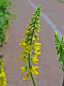 Melilotus officinalis 002.JPG