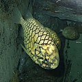 Monocentris japonica nell'acquario Himeji, Giappone.