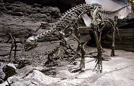 Скелет Othnielosaurus consors
