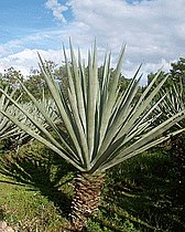 Agave sisalana