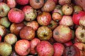 シードル造り用に収穫されたリンゴ