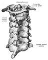 Vertebrae cervicales, C1-C7