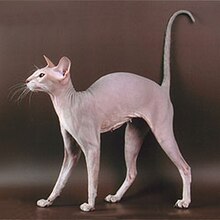 Chat peterbald