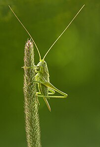 Nymphe (au 2e stade) de grande sauterelle verte femelle (Tettigonia viridissima) sur un épi de fléole des prés. (définition réelle 1 700 × 2 500)