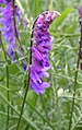 Tufted vetch (Cow Vetch) close-up