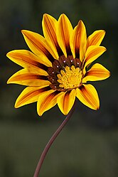 Gazania rigens (von Noodle snacks)