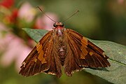 Adult, dorsal view.