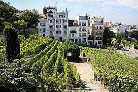 Image illustrative de l’article Vigne de Montmartre