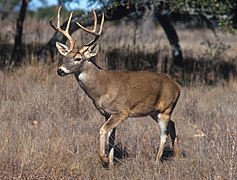 Cerf de Virginie (Odocoileus virginianus).