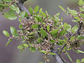 Zelkova abelicia, η αμπελιτσιά, ένα είδος μοναδικό σε Κρήτη