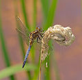 Orthetrum coerulescens