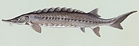 Acipenseridae (Sturgeons)