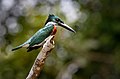 21. Amazon-jégmadár (Chloroceryle amazona) Cano Negróban (Costa Rica) (javítás)/(csere)