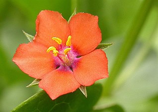 de reade pimpernel (Anagallis arvensis)