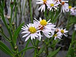 See-Aster