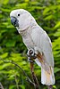 Salmon-crested Cockatoo