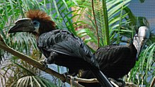 Ceratogymna atrata -Cincinnati Zoo -pair-8a.jpg