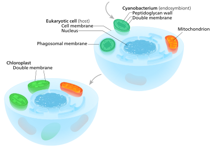 Primary endosymbiosis A eukaryote with mitochondria engulfed a cyanobacterium in an event of serial primary endosymbiosis, creating a lineage of cells with both organelles.[10] It is important to note that the cyanobacterial endosymbiont already had a double membrane—the phagosomal vacuole-derived membrane was lost.[19]